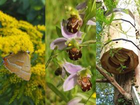 Montage of three photographs showcasing biodiversity at LMH: a butterfly, a wild orchid and a bee hive in a tree