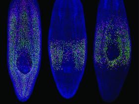 Stem cells from the experiment