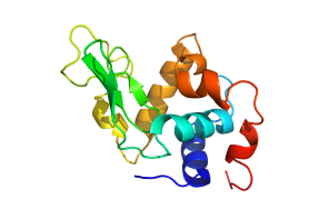 lysozyme
