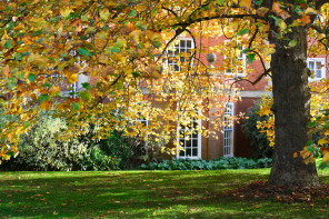 Red brick buildings can be seen through a screen of yellow autumn leaves