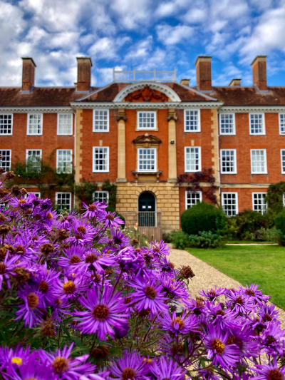 Photo of purple asters in bloom in front of a red brick building