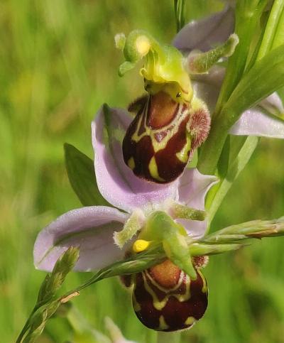 Close up photo of a Bee Orchid