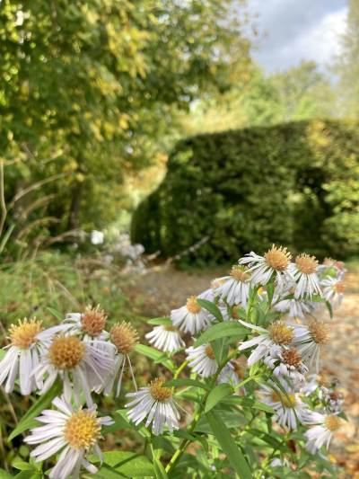 Close-up photo of some pale asters in front of green hedges