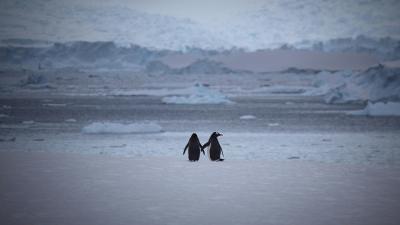 PPE Climate Change - Penguins